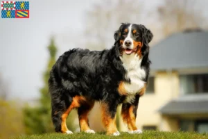 Read more about the article Bernese Mountain Dog breeders and puppies in Bourgogne-Franche-Comté