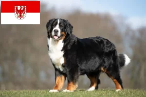 Read more about the article Bernese Mountain Dog Breeder and Puppies in Brandenburg