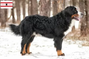 Read more about the article Bernese Mountain Dog breeder and puppies in Drenthe