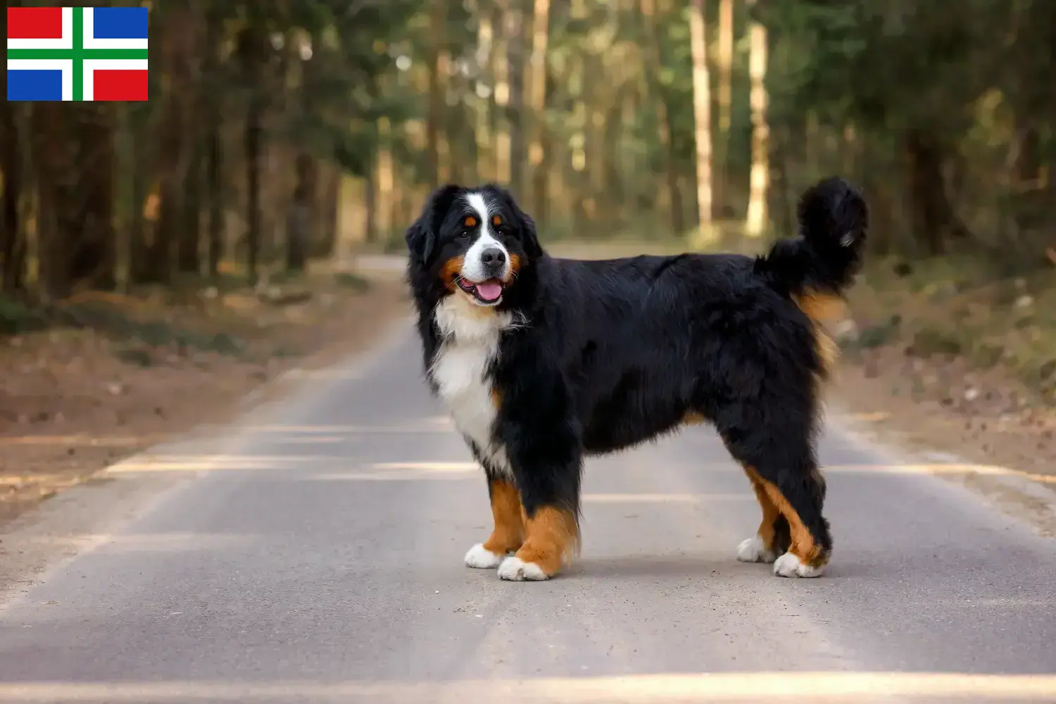 Read more about the article Bernese Mountain Dog breeder and puppies in Groningen