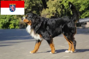 Read more about the article Bernese Mountain Dog Breeder and Puppies in Hessen