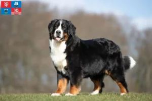 Read more about the article Bernese Mountain Dog breeder and puppies in Karlsbad