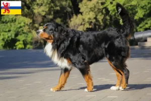 Read more about the article Bernese Mountain Dog breeder and puppies in Limburg