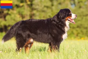 Read more about the article Bernese Mountain Dog breeder and puppies in North Holland