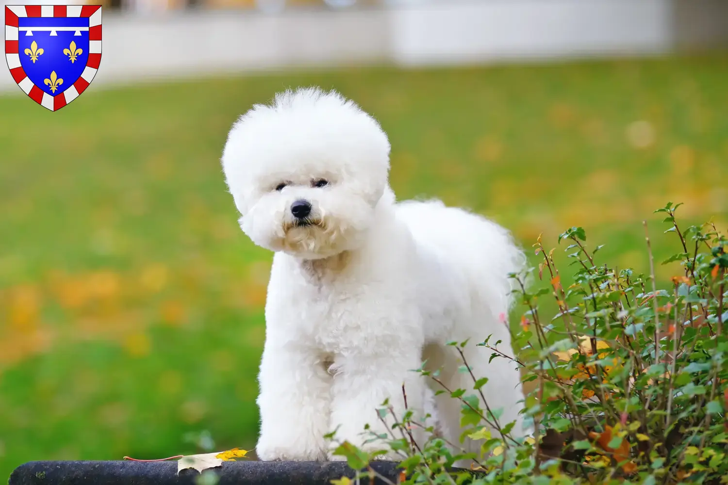 Read more about the article Bichon Frisé breeders and puppies in Centre-Val de Loire