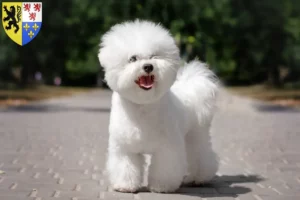 Read more about the article Bichon Frisé breeders and puppies in Hauts-de-France