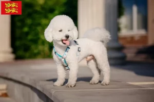 Read more about the article Bichon Frisé breeders and puppies in Normandy