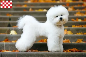 Read more about the article Bichon Frisé breeders and puppies in North Brabant