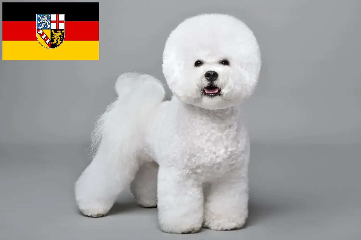 Read more about the article Bichon Frisé breeders and puppies in Saarland