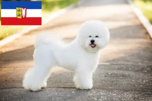 Read more about the article Bichon Frisé breeders and puppies in Schleswig-Holstein