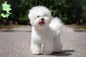 Read more about the article Bichon Frisé breeders and puppies in Sjælland