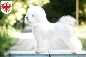 Read more about the article Bichon Frisé breeders and puppies in Tyrol