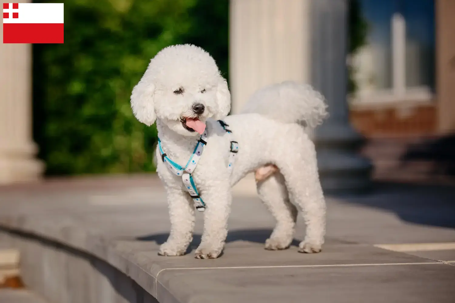 Read more about the article Bichon Frisé breeders and puppies in Utrecht