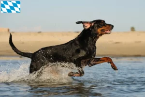 Read more about the article Black and Tan Coonhound breeders and puppies in Bavaria