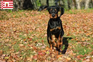 Read more about the article Black and Tan Coonhound breeders and puppies in Bremen