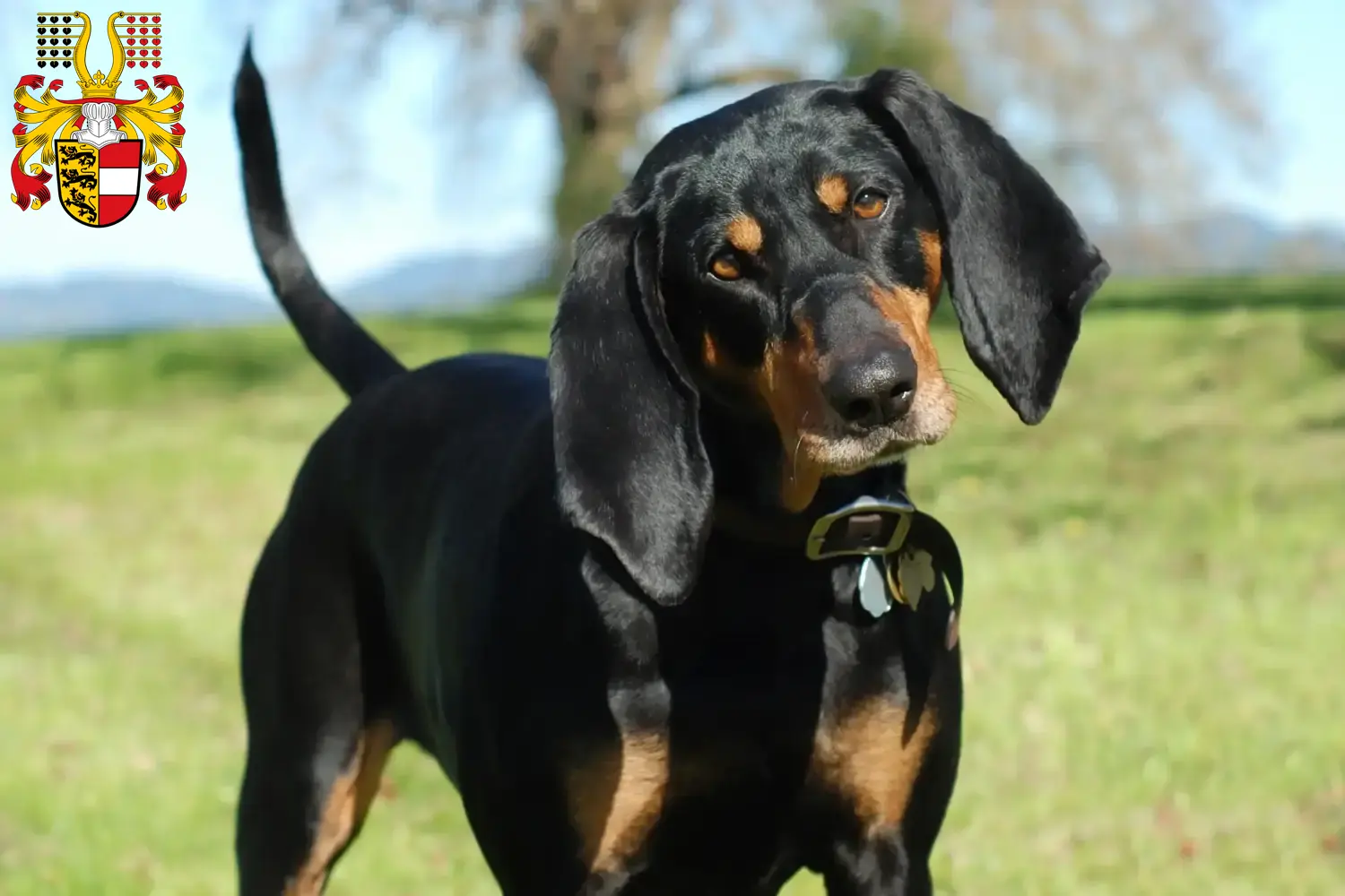 Read more about the article Black and Tan Coonhound breeders and puppies in Carinthia