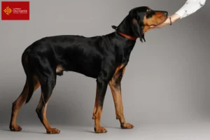 Read more about the article Black and Tan Coonhound breeders and puppies in Occitania