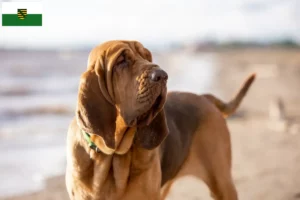 Read more about the article Bloodhound breeders and puppies in Saxony