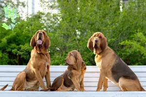 Read more about the article Bloodhound breeders and puppies in Sjælland