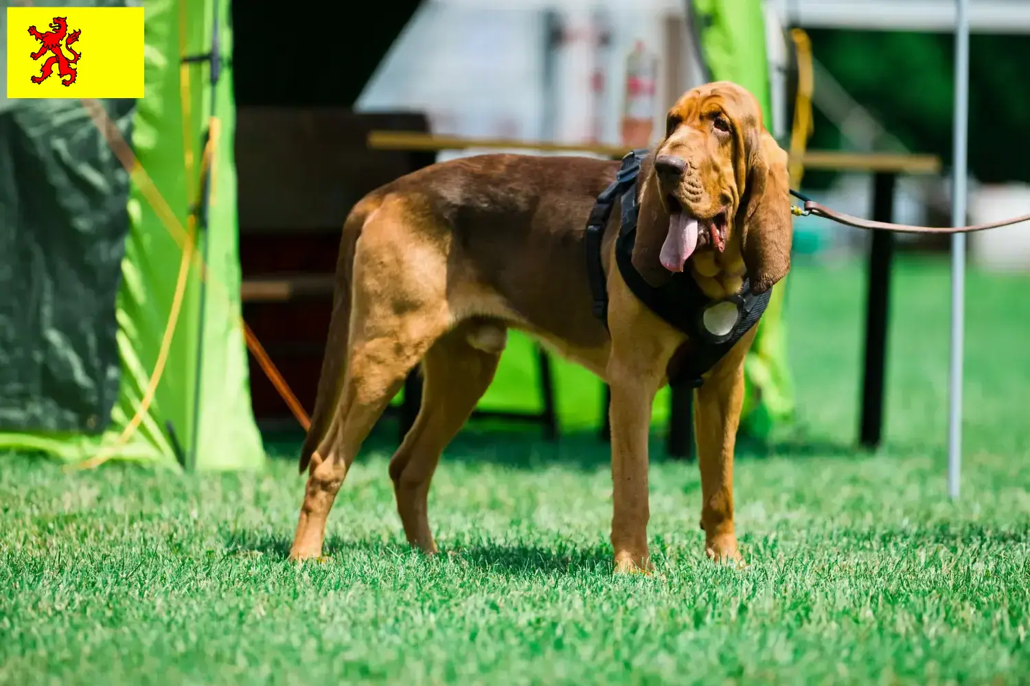 Read more about the article Bloodhound breeders and puppies in South Holland