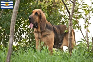 Read more about the article Bloodhound breeders and puppies in Zeeland