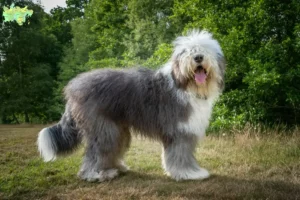 Read more about the article Bobtail breeders and puppies in Midtjylland