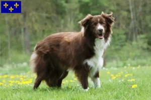 Read more about the article Border Collie breeders and puppies in Île-de-France