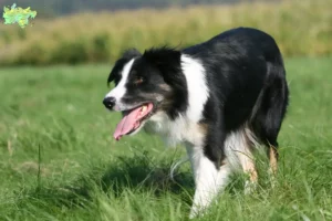 Read more about the article Border Collie breeders and puppies in Midtjylland