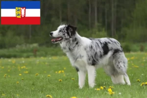 Read more about the article Border Collie breeders and puppies in Schleswig-Holstein