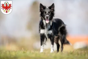 Read more about the article Border Collie breeders and puppies in Tyrol