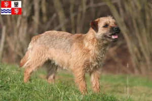 Read more about the article Border Terrier breeders and puppies in Central Bohemia