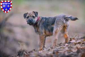 Read more about the article Border Terrier breeders and puppies in Centre-Val de Loire