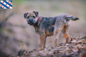 Read more about the article Border Terrier breeders and puppies in Friesland