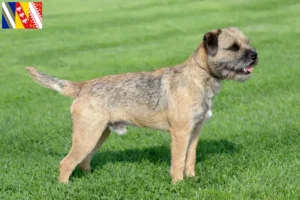 Read more about the article Border Terrier breeders and puppies in Grand Est