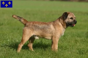 Read more about the article Border Terrier breeders and puppies in Île-de-France