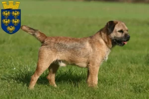 Read more about the article Border Terrier breeders and puppies in Lower Austria