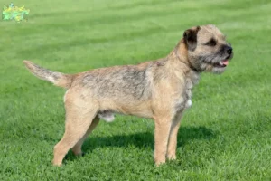 Read more about the article Border Terrier breeders and puppies in Midtjylland