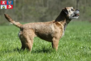 Read more about the article Border Terrier breeders and puppies in Pardubice