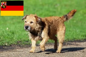 Read more about the article Border Terrier breeders and puppies in Rhineland-Palatinate