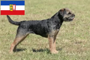 Read more about the article Border Terrier breeders and puppies in Schleswig-Holstein