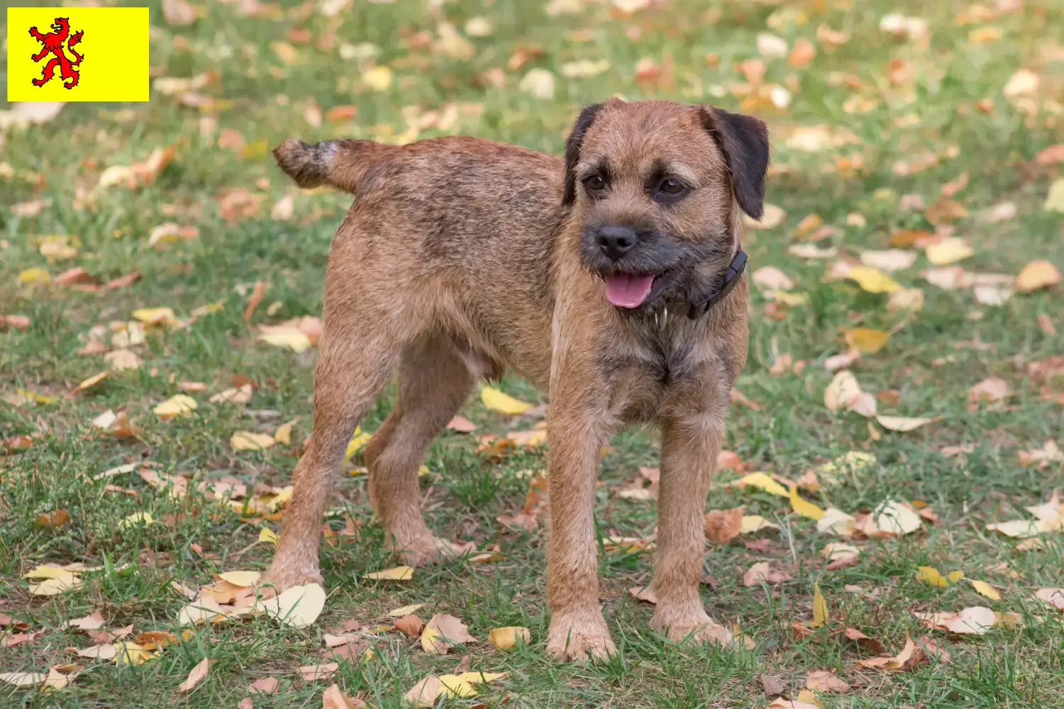 Read more about the article Border Terrier breeders and puppies in South Holland