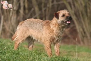 Read more about the article Border Terrier breeders and puppies in Syddanmark