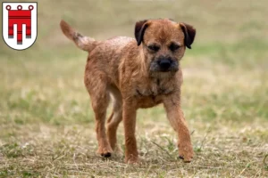 Read more about the article Border Terrier breeders and puppies in Vorarlberg