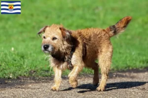 Read more about the article Border Terrier breeders and puppies in Zeeland