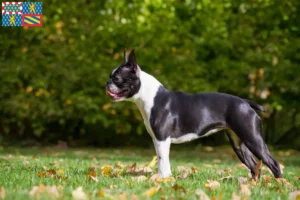 Read more about the article Boston Terrier breeders and puppies in Bourgogne-Franche-Comté