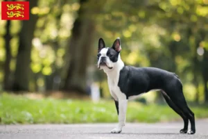 Read more about the article Boston Terrier breeders and puppies in Normandy