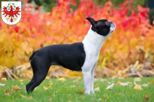 Read more about the article Boston Terrier breeders and puppies in Tyrol