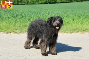 Read more about the article Bouvier des Flandres breeders and puppies in Auvergne-Rhône-Alpes