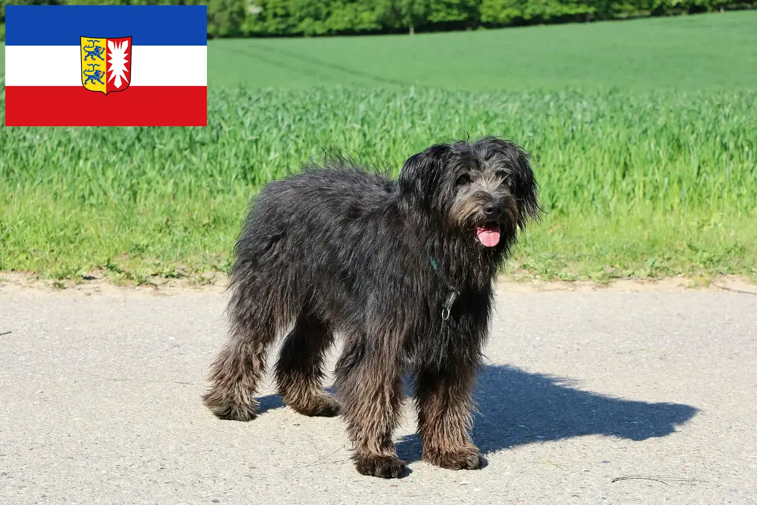 Read more about the article Bouvier des Flandres breeders and puppies in Schleswig-Holstein