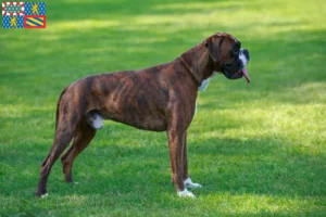 Read more about the article Boxer breeders and puppies in Bourgogne-Franche-Comté